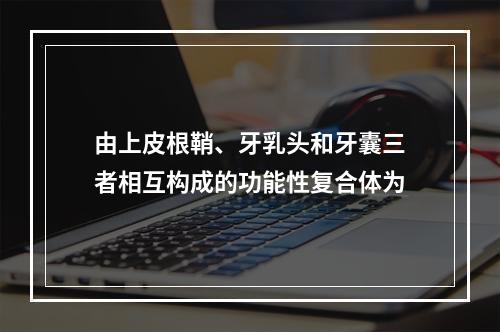 由上皮根鞘、牙乳头和牙囊三者相互构成的功能性复合体为