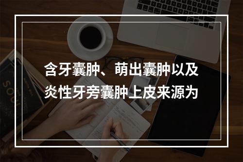 含牙囊肿、萌出囊肿以及炎性牙旁囊肿上皮来源为