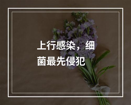 上行感染，细菌最先侵犯