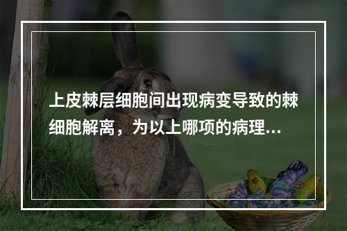 上皮棘层细胞间出现病变导致的棘细胞解离，为以上哪项的病理表现