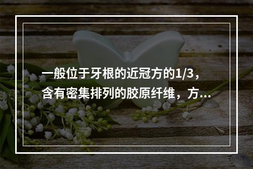 一般位于牙根的近冠方的1/3，含有密集排列的胶原纤维，方向与