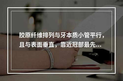 胶原纤维排列与牙本质小管平行，且与表面垂直，靠近冠部最先形成