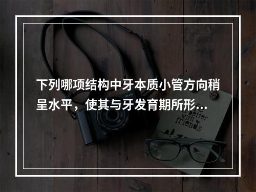 下列哪项结构中牙本质小管方向稍呈水平，使其与牙发育期所形成的