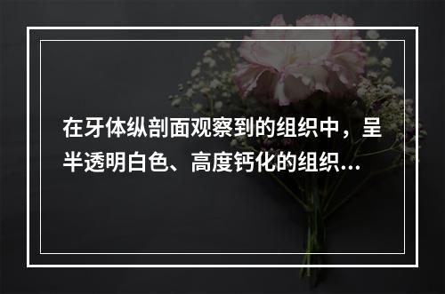 在牙体纵剖面观察到的组织中，呈半透明白色、高度钙化的组织是