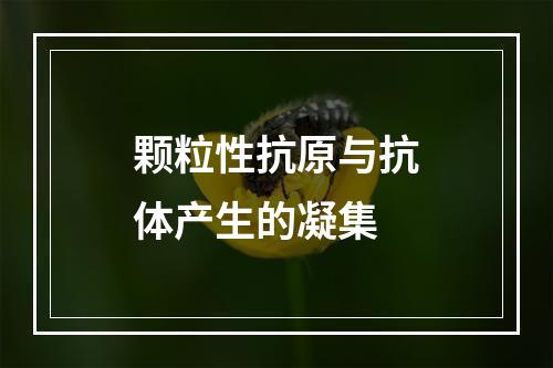 颗粒性抗原与抗体产生的凝集