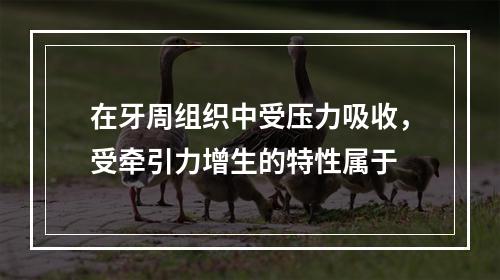 在牙周组织中受压力吸收，受牵引力增生的特性属于