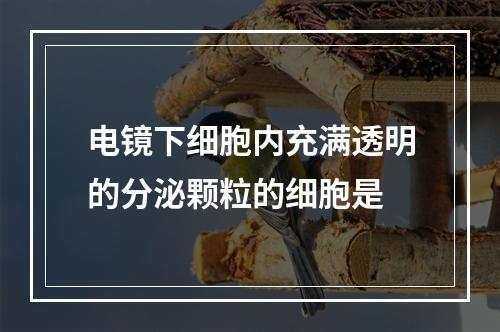 电镜下细胞内充满透明的分泌颗粒的细胞是