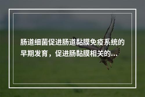 肠道细菌促进肠道黏膜免疫系统的早期发育，促进肠黏膜相关的淋巴