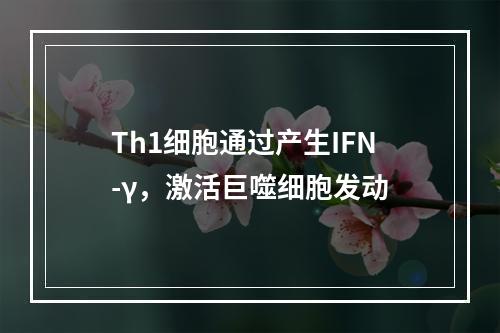 Th1细胞通过产生IFN-γ，激活巨噬细胞发动