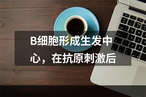 B细胞形成生发中心，在抗原刺激后