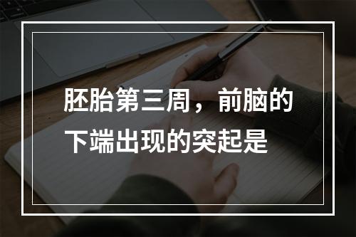 胚胎第三周，前脑的下端出现的突起是