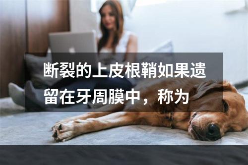 断裂的上皮根鞘如果遗留在牙周膜中，称为