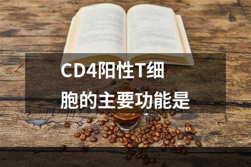 CD4阳性T细胞的主要功能是