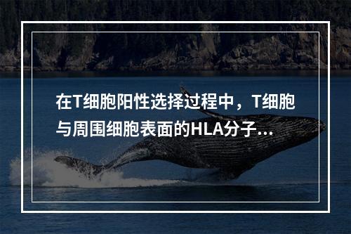 在T细胞阳性选择过程中，T细胞与周围细胞表面的HLA分子识别