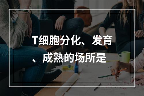 T细胞分化、发育、成熟的场所是