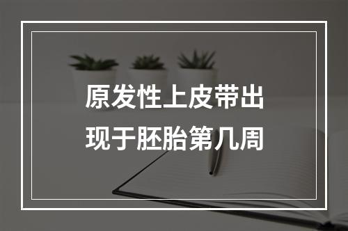 原发性上皮带出现于胚胎第几周