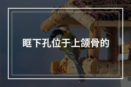 眶下孔位于上颌骨的