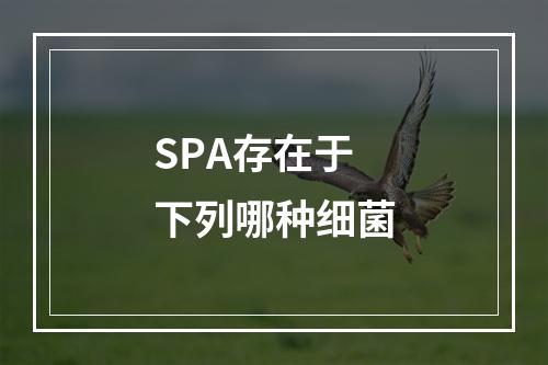 SPA存在于下列哪种细菌