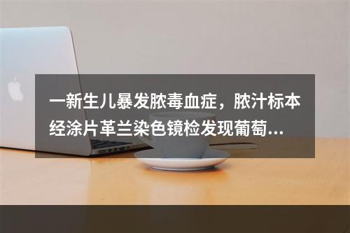 一新生儿暴发脓毒血症，脓汁标本经涂片革兰染色镜检发现葡萄球菌