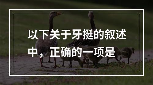 以下关于牙挺的叙述中，正确的一项是