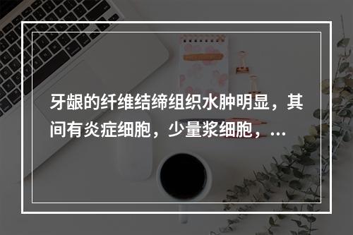 牙龈的纤维结缔组织水肿明显，其间有炎症细胞，少量浆细胞，毛细