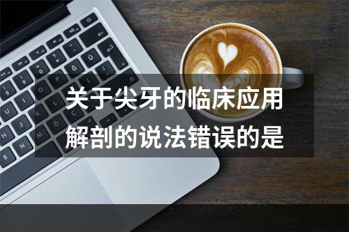 关于尖牙的临床应用解剖的说法错误的是