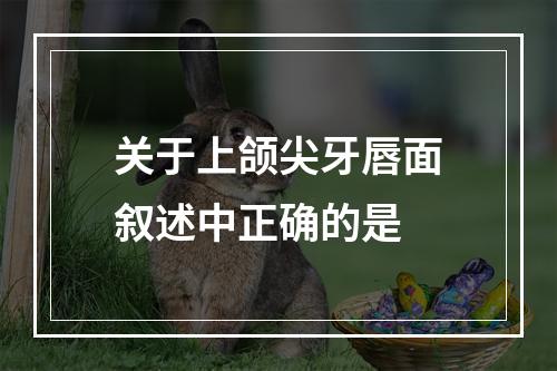 关于上颌尖牙唇面叙述中正确的是