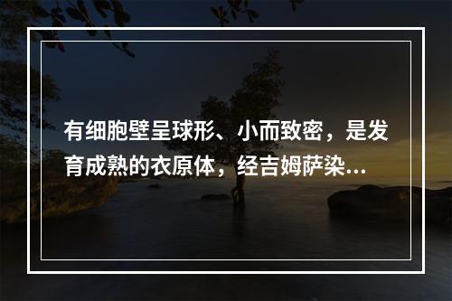 有细胞壁呈球形、小而致密，是发育成熟的衣原体，经吉姆萨染色呈