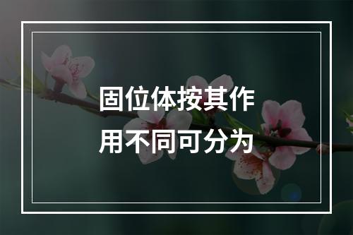 固位体按其作用不同可分为