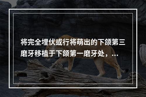 将完全埋伏或行将萌出的下颌第三磨牙移植于下颌第一磨牙处，这种