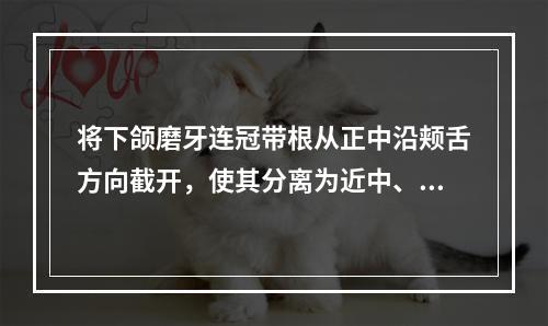 将下颌磨牙连冠带根从正中沿颊舌方向截开，使其分离为近中、远中