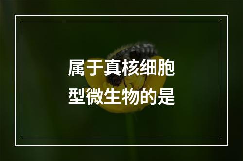 属于真核细胞型微生物的是