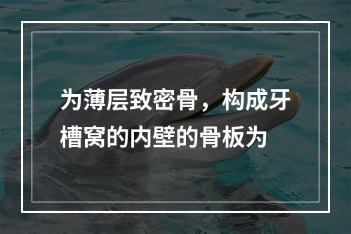 为薄层致密骨，构成牙槽窝的内壁的骨板为