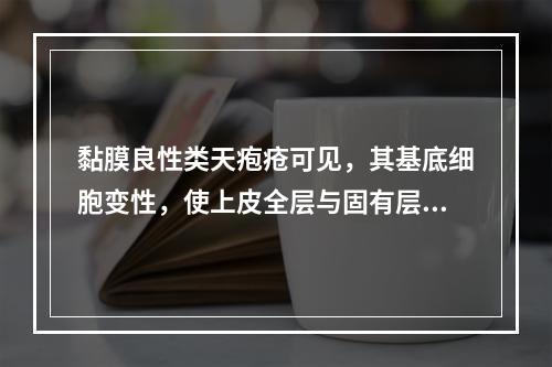 黏膜良性类天疱疮可见，其基底细胞变性，使上皮全层与固有层分离