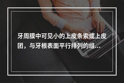 牙周膜中可见小的上皮条索或上皮团，与牙根表面平行排列的组织为