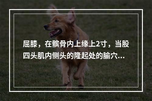 屈膝，在髌骨内上缘上2寸，当股四头肌内侧头的隆起处的腧穴善于