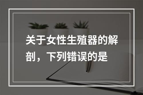 关于女性生殖器的解剖，下列错误的是