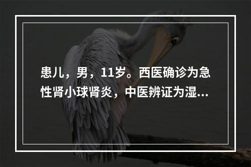 患儿，男，11岁。西医确诊为急性肾小球肾炎，中医辨证为湿热内