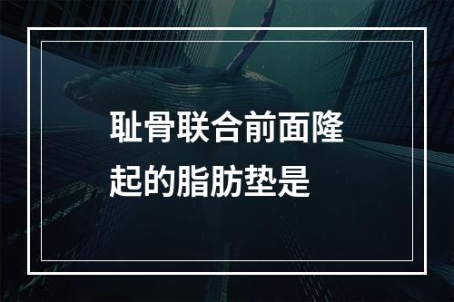 耻骨联合前面隆起的脂肪垫是