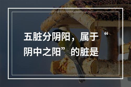 五脏分阴阳，属于“阴中之阳”的脏是