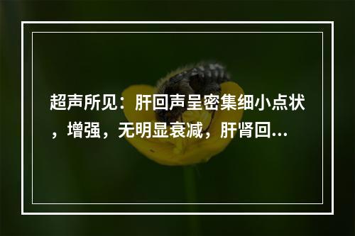 超声所见：肝回声呈密集细小点状，增强，无明显衰减，肝肾回声有