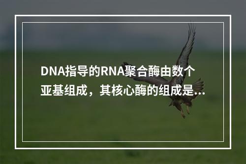 DNA指导的RNA聚合酶由数个亚基组成，其核心酶的组成是（