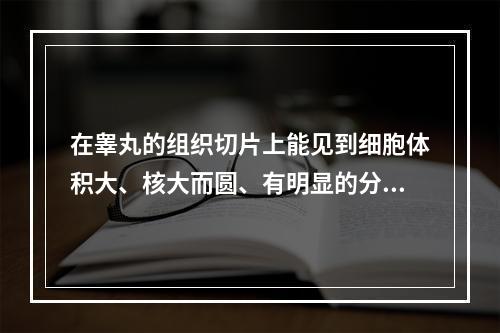 在睾丸的组织切片上能见到细胞体积大、核大而圆、有明显的分裂