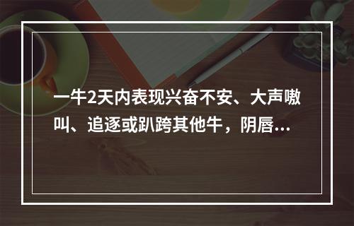 一牛2天内表现兴奋不安、大声嗷叫、追逐或趴跨其他牛，阴唇略