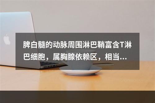 脾白髓的动脉周围淋巴鞘富含T淋巴细胞，属胸腺依赖区，相当于