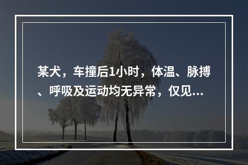 某犬，车撞后1小时，体温、脉搏、呼吸及运动均无异常，仅见胸