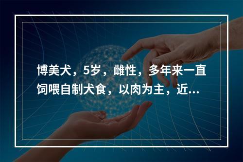 博美犬，5岁，雌性，多年来一直饲喂自制犬食，以肉为主，近日