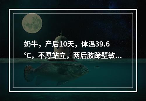 奶牛，产后10天，体温39.6℃，不愿站立，两后肢蹄壁敏感