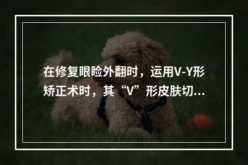 在修复眼睑外翻时，运用V-Y形矫正术时，其“V”形皮肤切口