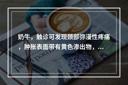 奶牛，触诊可发现颈部弥漫性疼痛，肿胀表面带有黄色渗出物，患